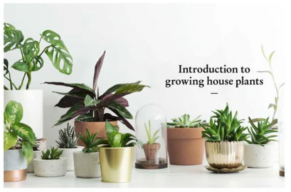 Interior page of Growing House Plants book, available at Ondine Ash, Falmouth