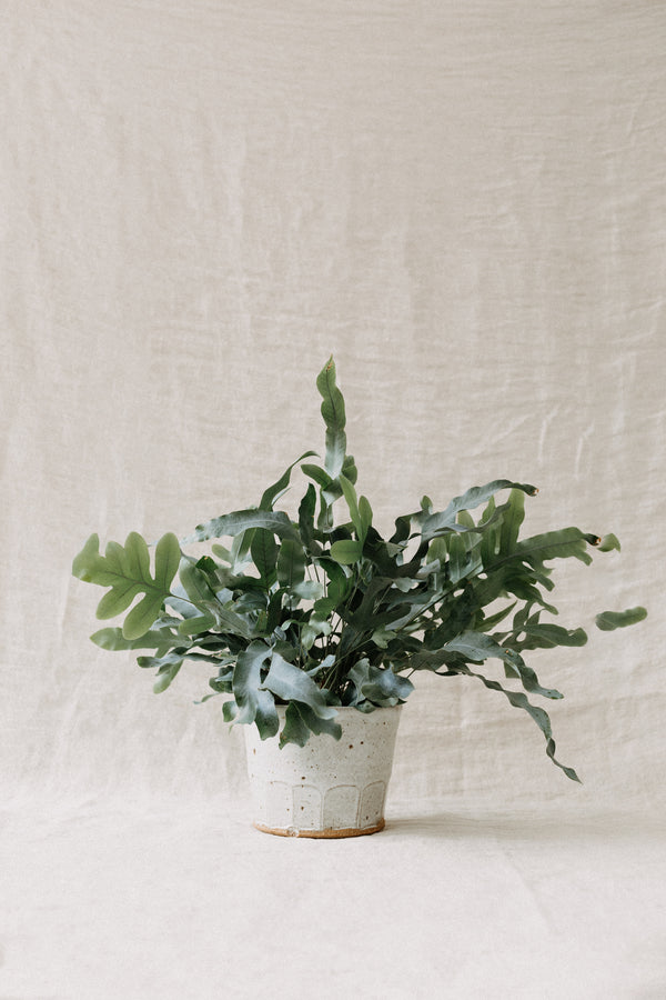 Handmade faceted plant pot by Tim Lake. Displayed with a blue star fern plant.