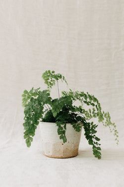 Handmade faceted plant pot by Tim Lake. Displayed with a maiden hair fern plant.