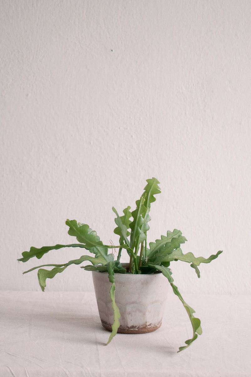 Handmade faceted plant pot by Tim Lake. Displayed with a fishbone cactus plant.